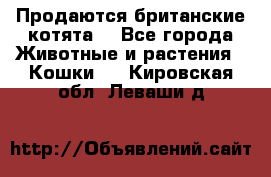 Продаются британские котята  - Все города Животные и растения » Кошки   . Кировская обл.,Леваши д.